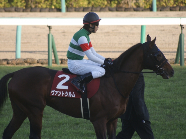 ステイヤーズS本馬場入場 ヴァントシルム