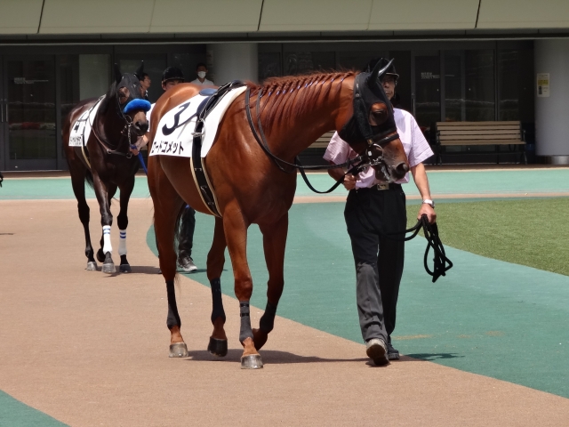 未勝利戦　パドック ロードコメット