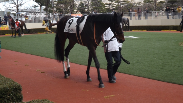小倉未勝利戦パドック ローレルヴィクター