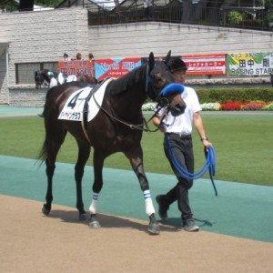 未勝利戦パドック