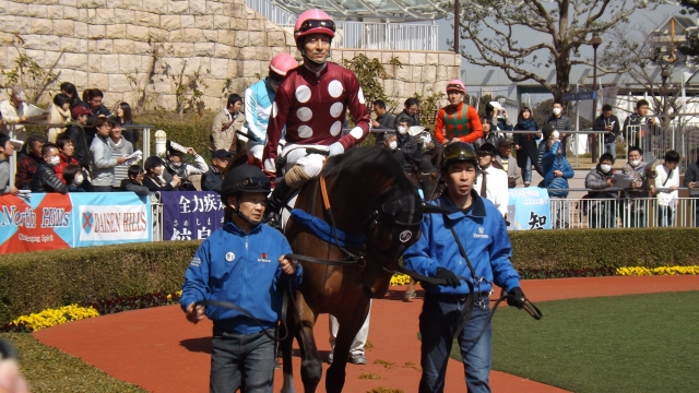 小倉未勝利戦パドック② ジェルファルレイ