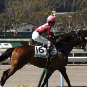 小倉未勝利戦本馬場入場