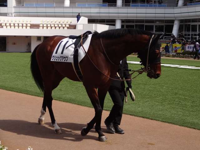 未勝利戦 パドック グリュックアウフ