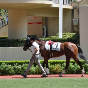 8月20日　小倉５R　メイクデビュー芝1200