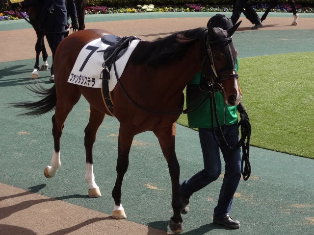 500万下 パドック ファンタジステラ