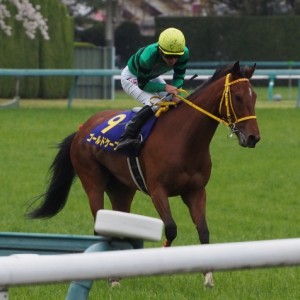桜花賞レース後