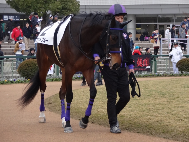 新馬戦 パドック ロゼットブルー