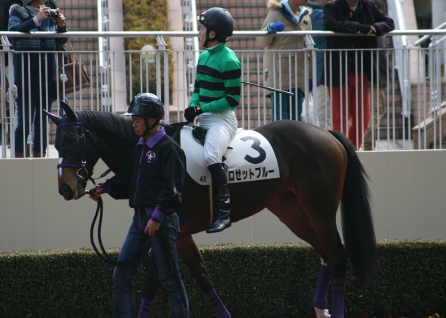 第１回小倉第２日４Ｒ３歳未勝利１８００Ｍ芝　パドック ロゼットブルー
