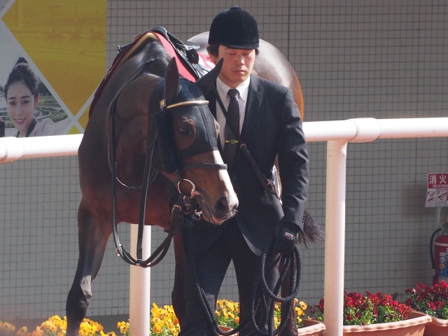 阪神牝馬Ｓパドック レッドオルガ