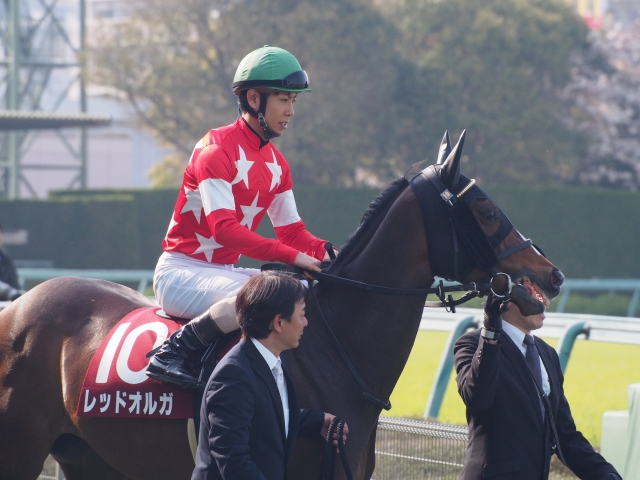 阪神牝馬Ｓ本馬場入場 レッドオルガ