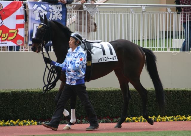 第１回小倉第６日３Ｒ３歳未勝利２０００Ｍ芝　パドック レッドストーリア