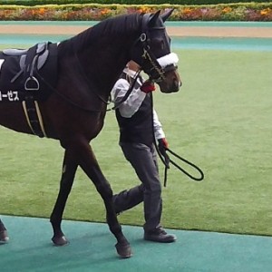 パドックはいい感じでした🎵