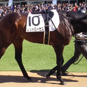 チャカつきも次第に落着き、馬体も良かったですが