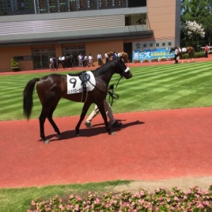 新潟競馬場に応援に行きました。