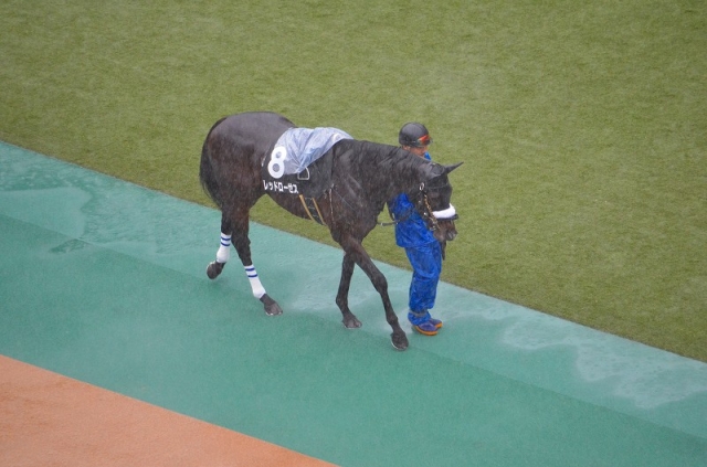 パドック レッドローゼス