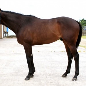 2016.6.11 ジョイナスファーム