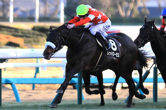 2019.1.19 中山11R 初富士S レッドローゼス