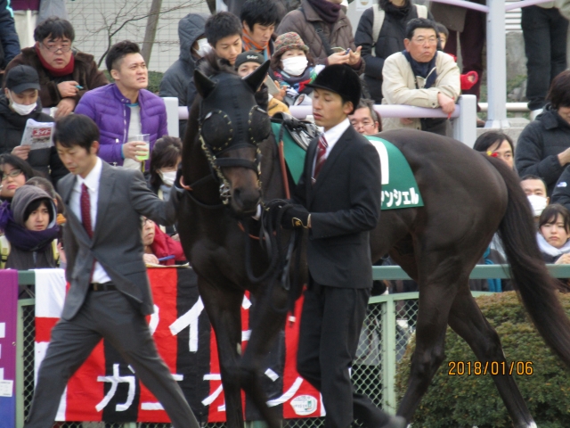 2018.1.6_京都金杯_パドック(2) レッドアンシェル