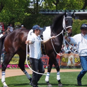 京都未勝利4着時パドック