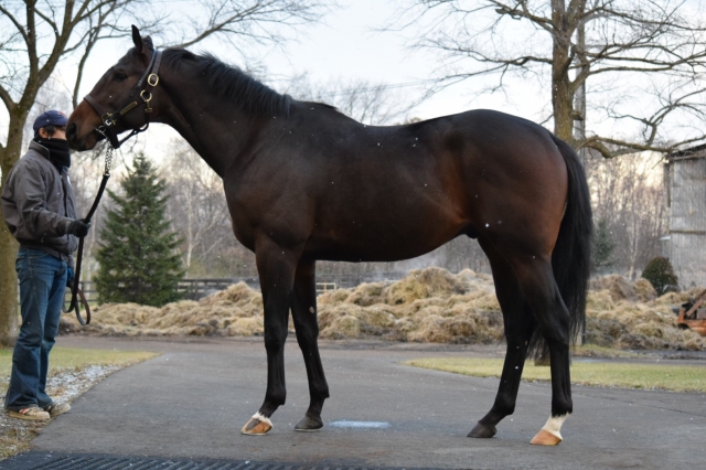 社台F レッドフェンリル