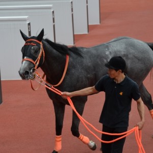 ２０１６年６月４日　２歳新馬　レース後