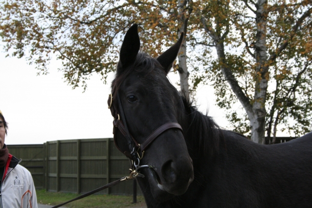牧場にて レッドジェノヴァ