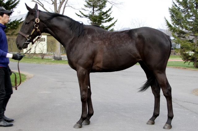 社台ファーム 2016年5月 レッドジェノヴァ