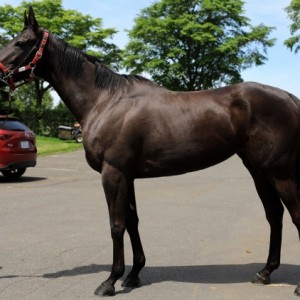 2018年7月 社台ファーム