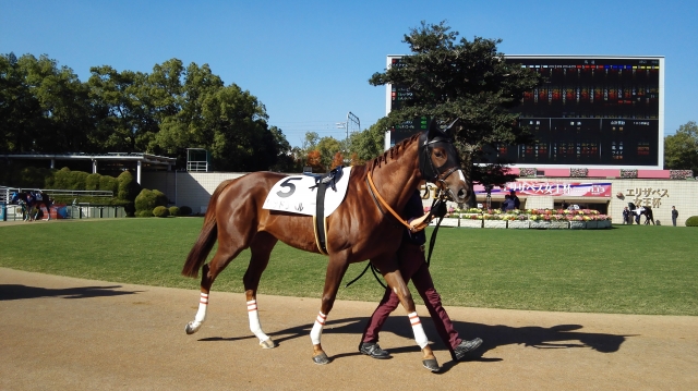 レッドラペル、パドックにて、こっち見てる。 レッドラペル