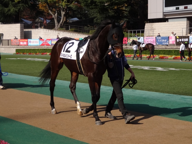 未勝利戦 パドック マイネルパンドーロ