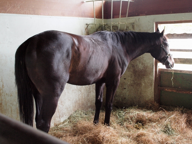 ビッグレッドファーム明和にて マイネルラムセス