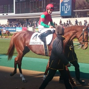 新馬戦パドック