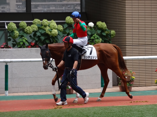 新馬戦 パドック スッチェッソ