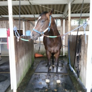 ビッグレッド鉾田