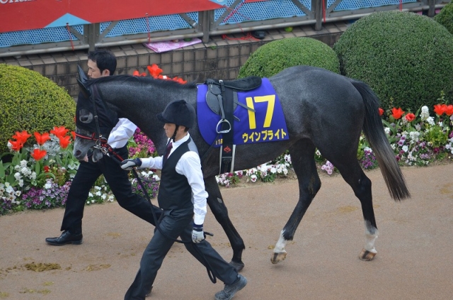 皐月賞パドック ウインブライト