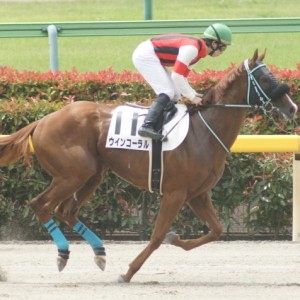 未勝利戦返し馬(12戦目)