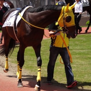 未勝利戦 パドック