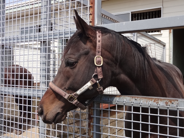 コスモヴューファーム ウインガナドル