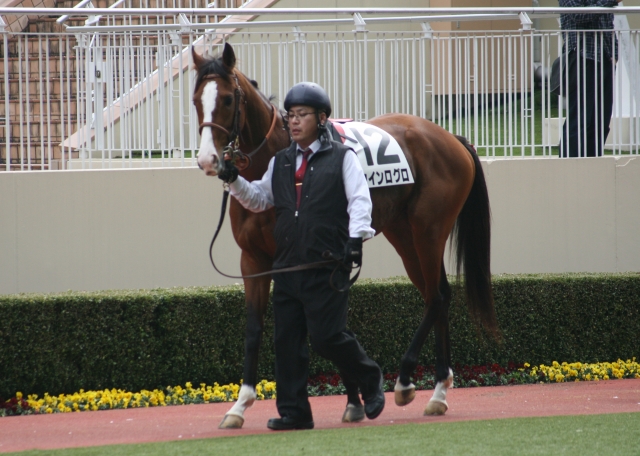 第１回小倉第８日４Ｒ３歳未勝利１８００Ｍ芝　パドック ウインログロ