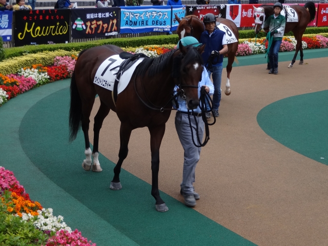 未勝利戦 パドック ウイントリニティー