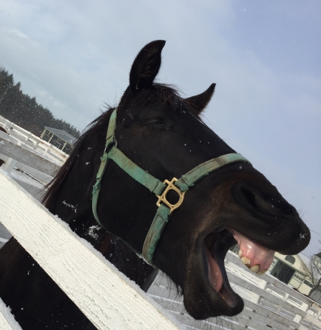大あくび ウインストラグル