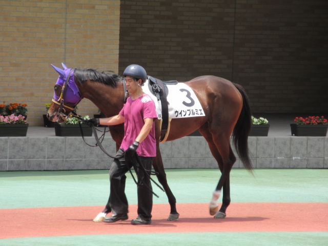 新馬戦パドック ウインプルミエ