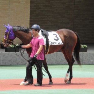 新馬戦パドック