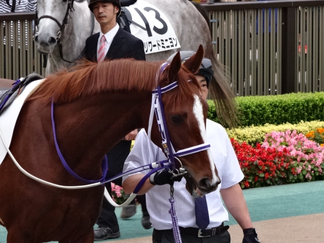 新馬戦 パドック ウインラヴィベル