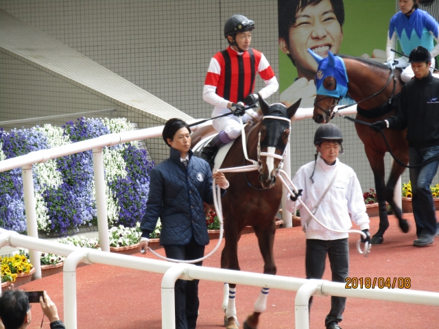 2018.4.8_4歳上500万下_パドック(2) ウインシャトレーヌ