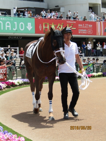 2018.5.20_4歳上500万下_パドック(2) ウインシャトレーヌ