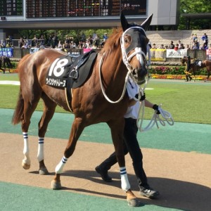 パドックにて①