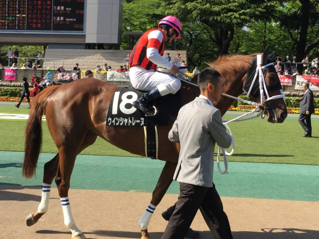 パドックにて② ウインシャトレーヌ