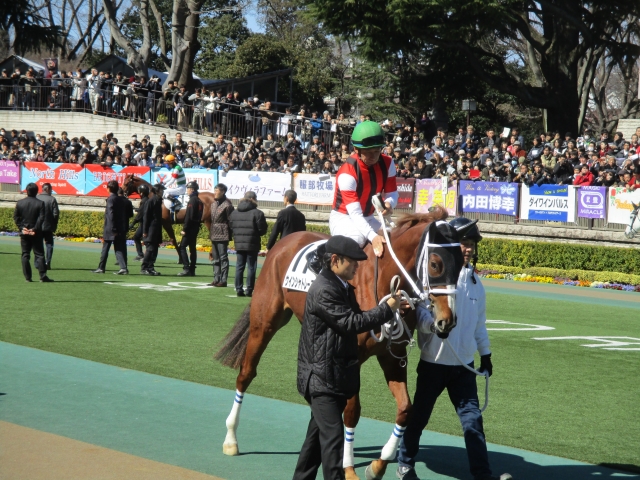 内田騎手を背に ウインシャトレーヌ
