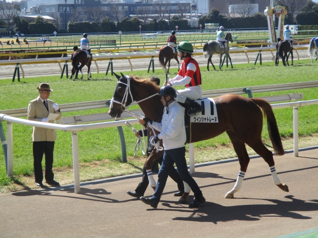 本場馬入場 ウインシャトレーヌ